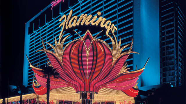 flamingo